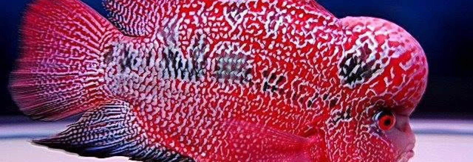 Red Dragon Peixes Ornamentais