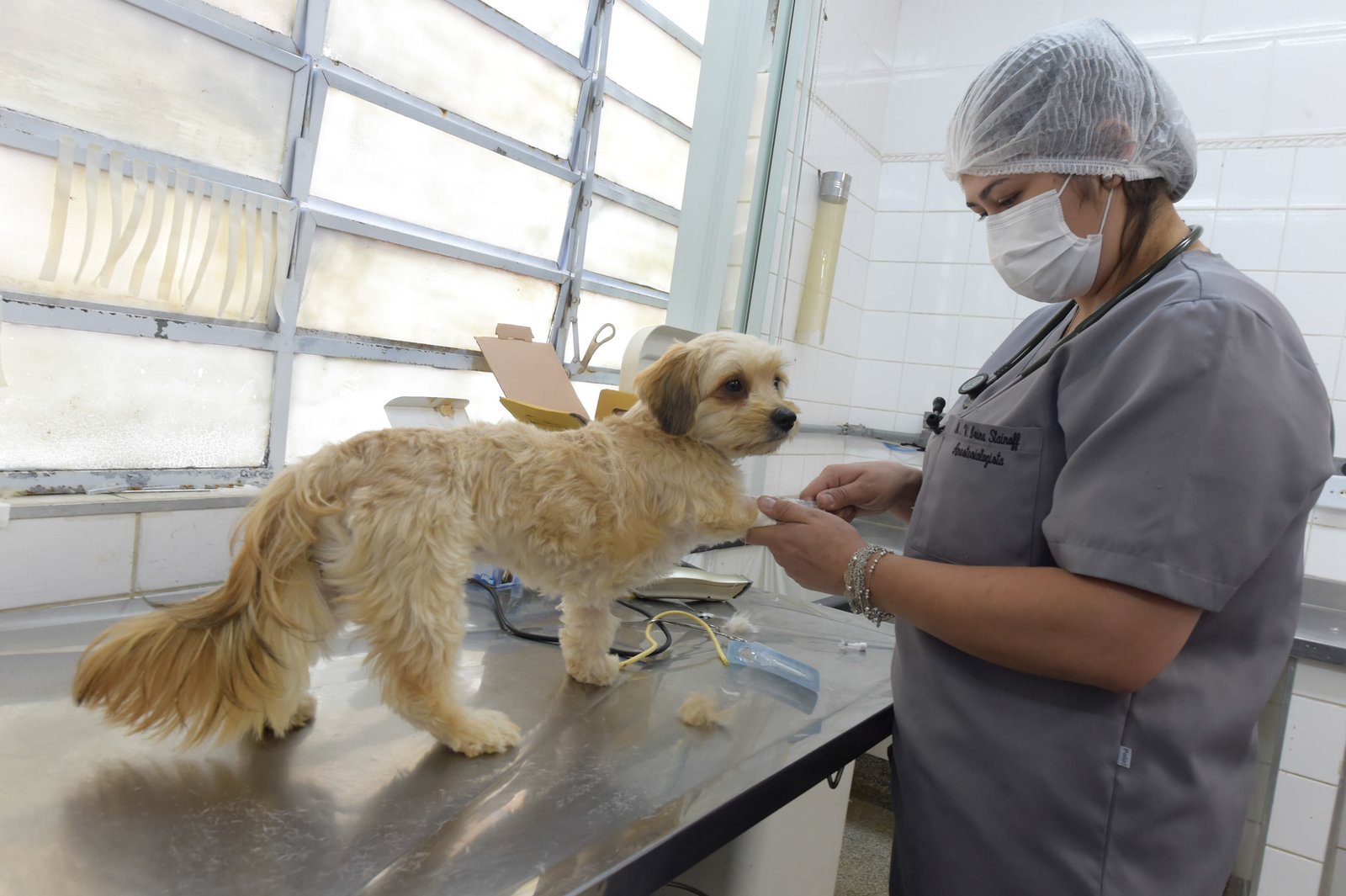 Prefeitura inicia ciclo de 400 cirurgias gratuitas de castração de cães e gatos